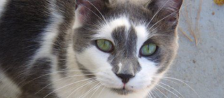 Hospice for cats hotsell