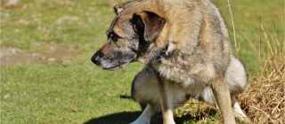 Why is my dog s pee ruining my lawn Office for Science and
