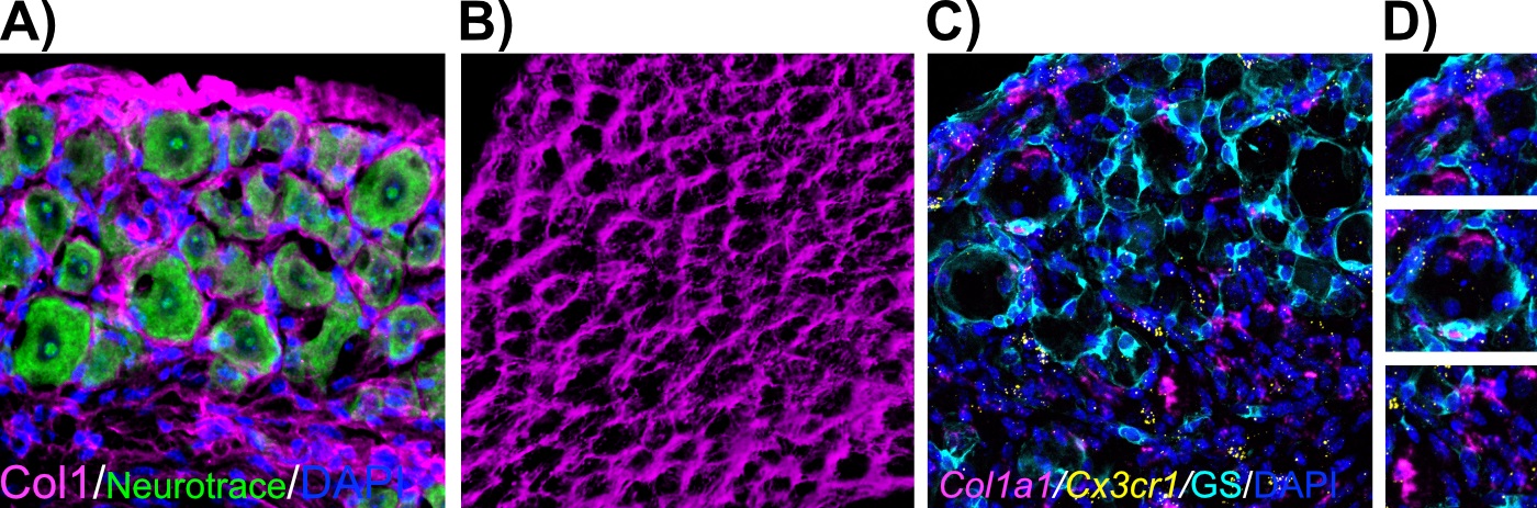 4 pictures of cell bodies multiple colors