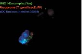  Splenic plasmacytoid DCs infected with transgenic T. gondii parasites