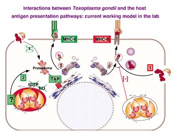 Interactions between Toxoplasma gondii and the host