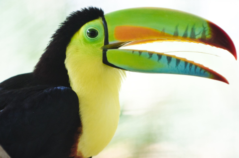 Toucan