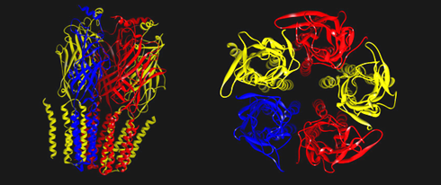 Homology model of GABA-A receptor structure