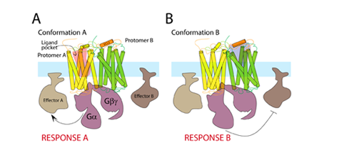 comparison of Heterodimers of GPCR