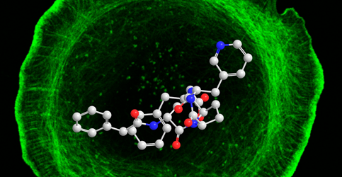 Prostaglandin F2α 