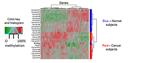 Genome wide mapping of DNA methylation
