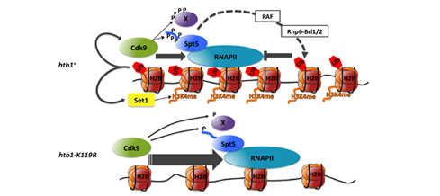 P-TEFb and histone H2B ubiquitylation during transcript elongation