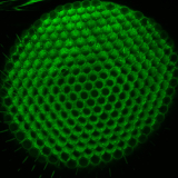 Fly eye autofluorescence