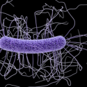 Clostridium difficile