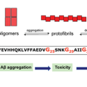  subunit of amyloid plaque fibrils