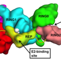 3D structure of parkin