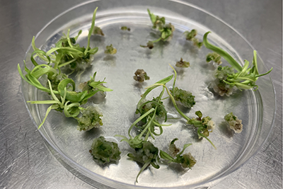 plant cultures in a petrie dish