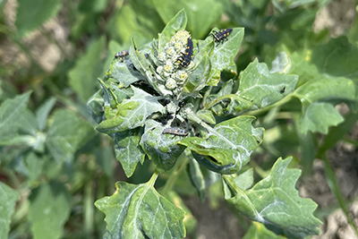 Plant with insects on it