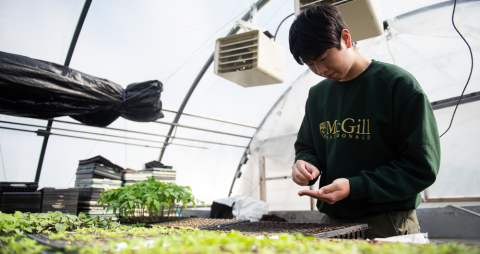 A stduent wearing a green McGill shirt planting seeds in a greenhouse