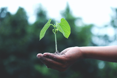 plant in a hand