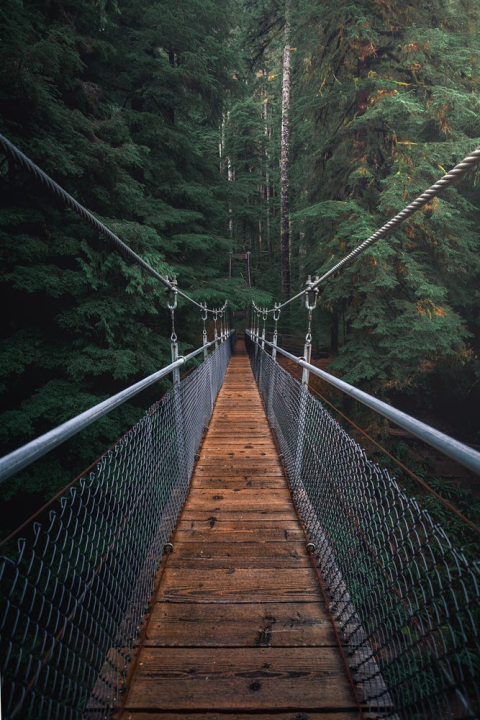 a bridge in the woods