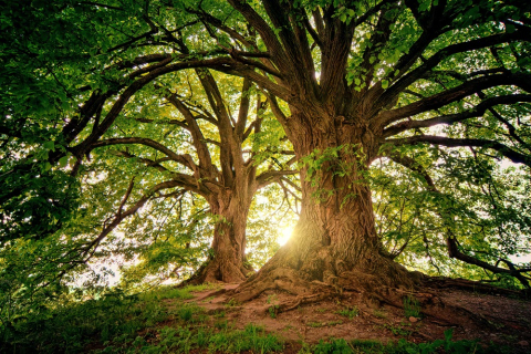 two large trees 