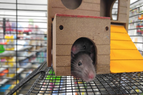 2 mice in cage 