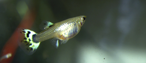 the image shows a photo of a live guppy (fish) 