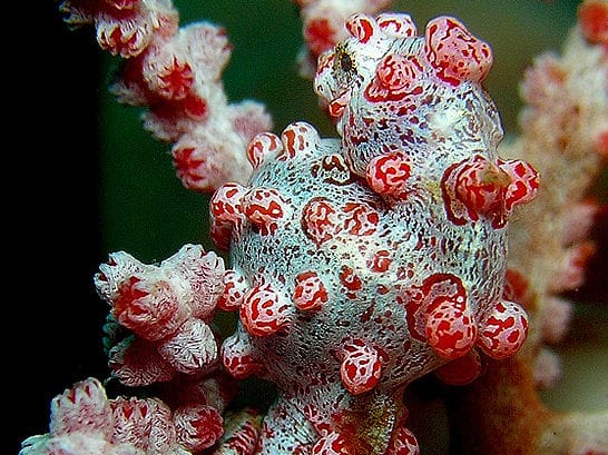 Pygmy seahorse hippocampus bargibanti