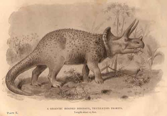 Historic Representations Of Triceratops Redpath Museum Mcgill 