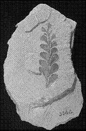 Archaeopteris gaspiensis, Dévonien supérieur, Gaspé, Québec