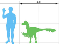 Dromaeosaurus size comparison