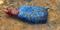 Carpoid echinoderm