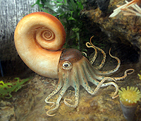 Cephalopod