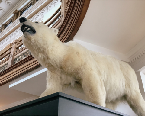 Ours polaire du Musée
