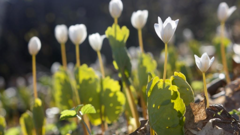 Bloodroot Mont Royal