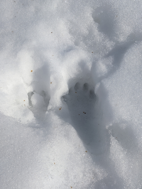 Animal tracks in the snow