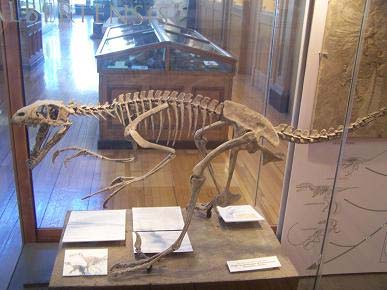Dromaeosaurus