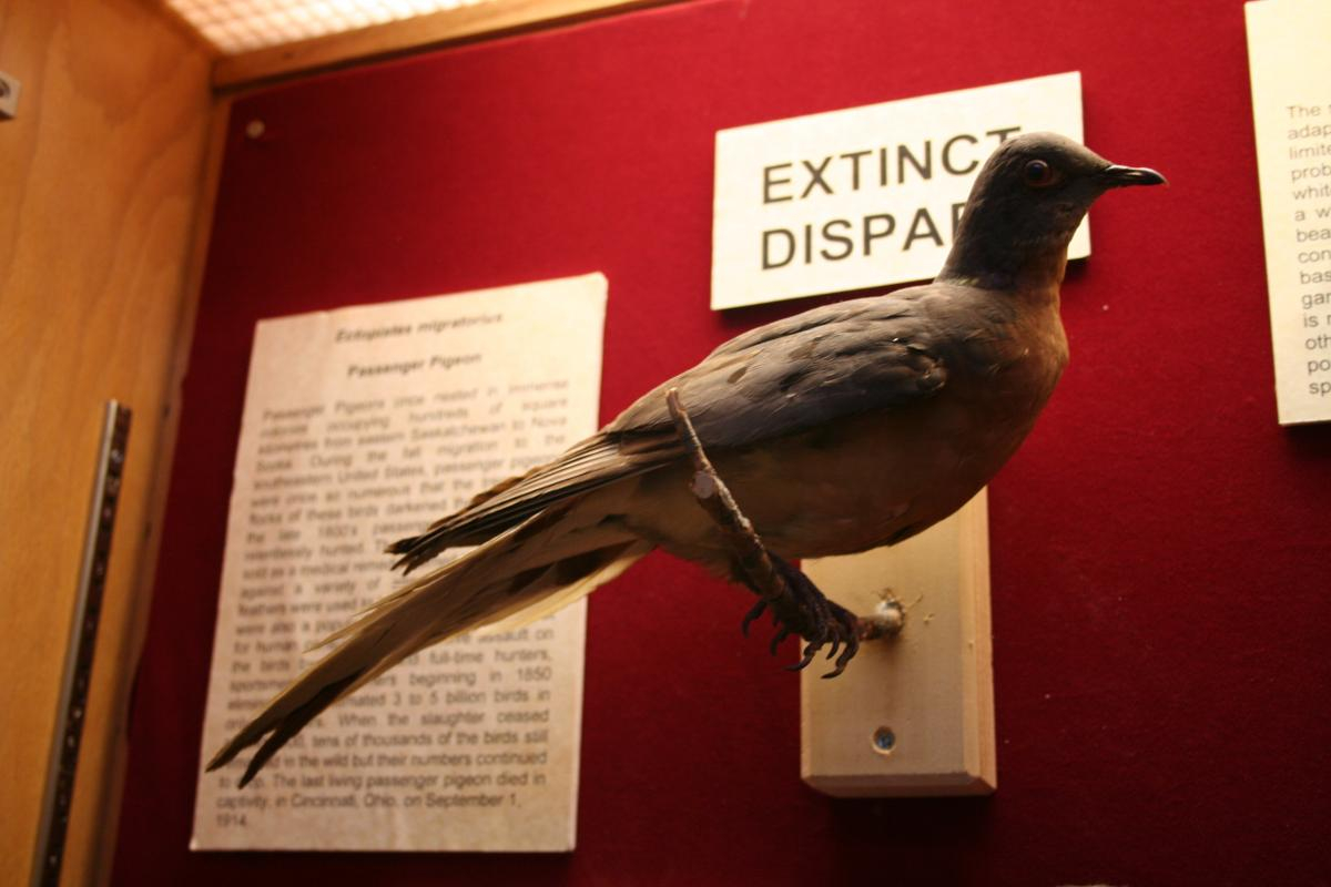 The passenger pigeon on exhibit at the museum