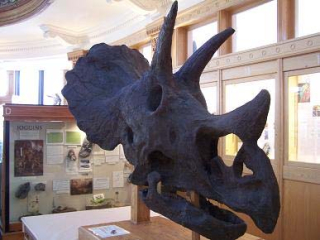 Sara the Triceratops: skull