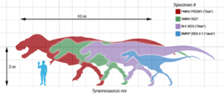 Tyrannosaurus rex: size comparison