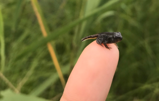 A tiny fowler's toadlet, ready for release!