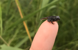 Un petit têtard fowler, prêt à être relâché en nature!