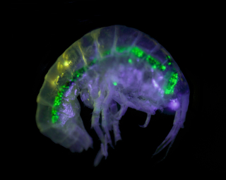 Amphipod ingested microplastic during exposure experiment 