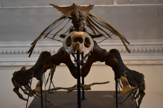 Specimen from the back to the sea exhibit