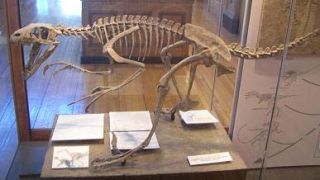 Dromaeosaurus