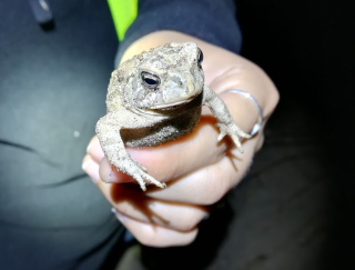 Fowler's toad encountered during the summer 2019