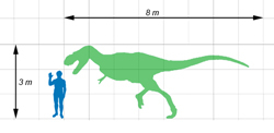 Size comparison of the gorgosaurus