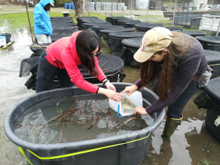 Nathalie and Jessica adding eggs to one of the tadpole tanks