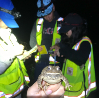 Fowler's toad and students on the field at night