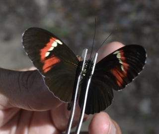 Hybrid heliconius melpomene