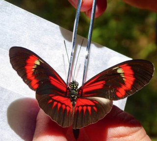 Heliconius melpomene hybrid