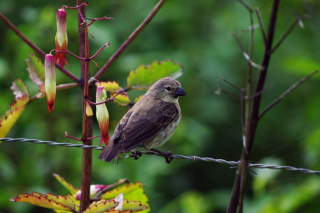 Darwin finch