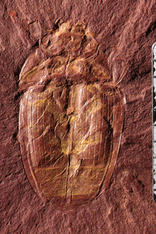 Fossilized whirligig beetle