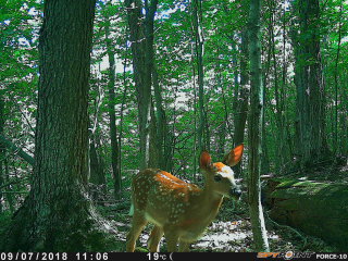 White-tailed deer at the Gault reserve